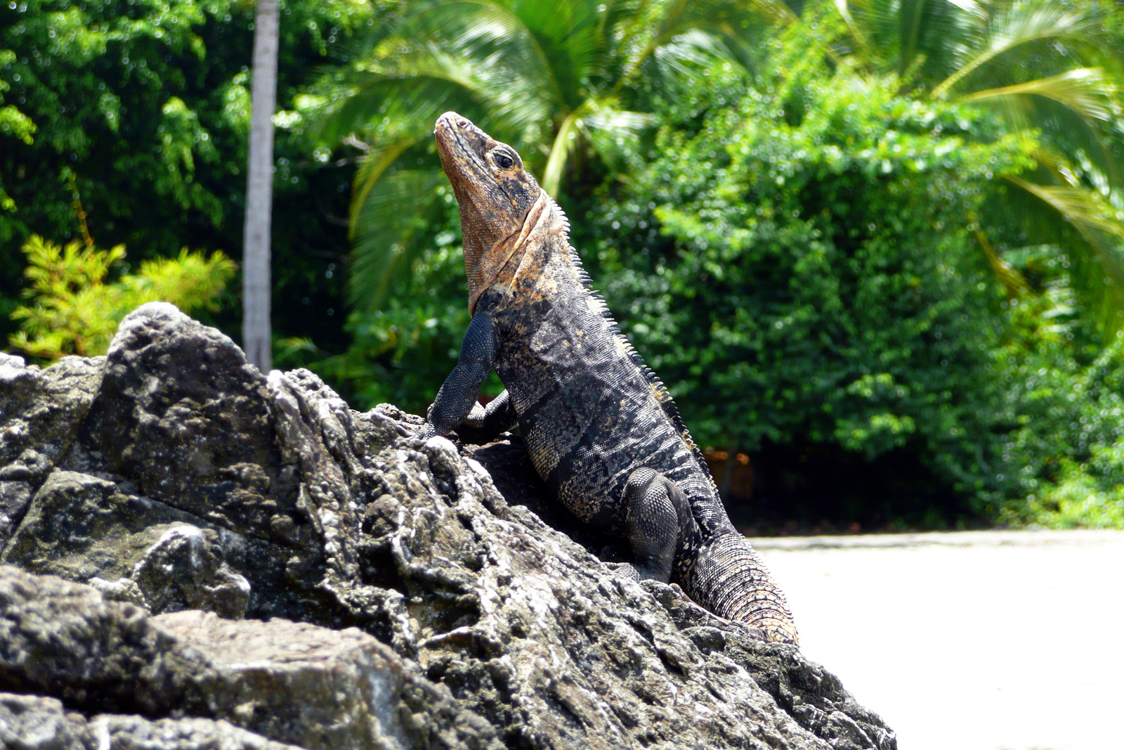 Manuel Antonio — Manuel Antonio Aug2008 01