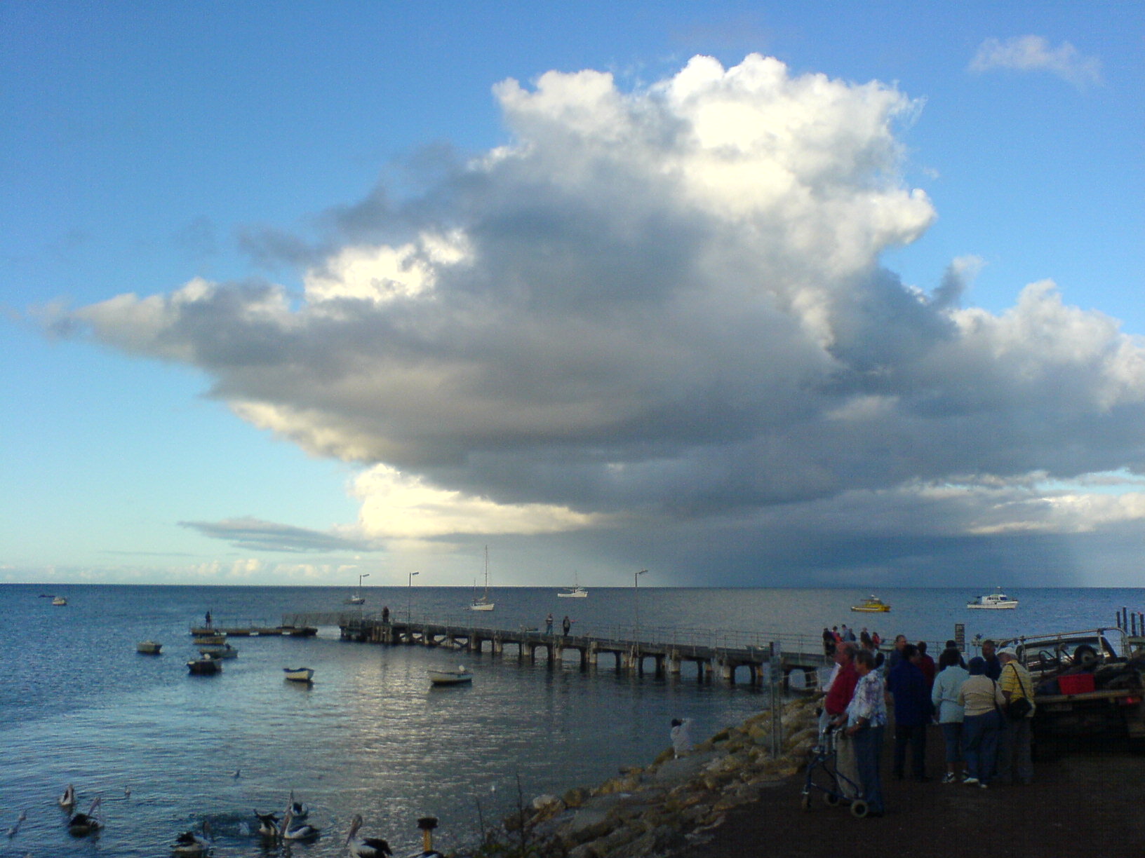 Kingscote — Kingscote, repas des pélicans