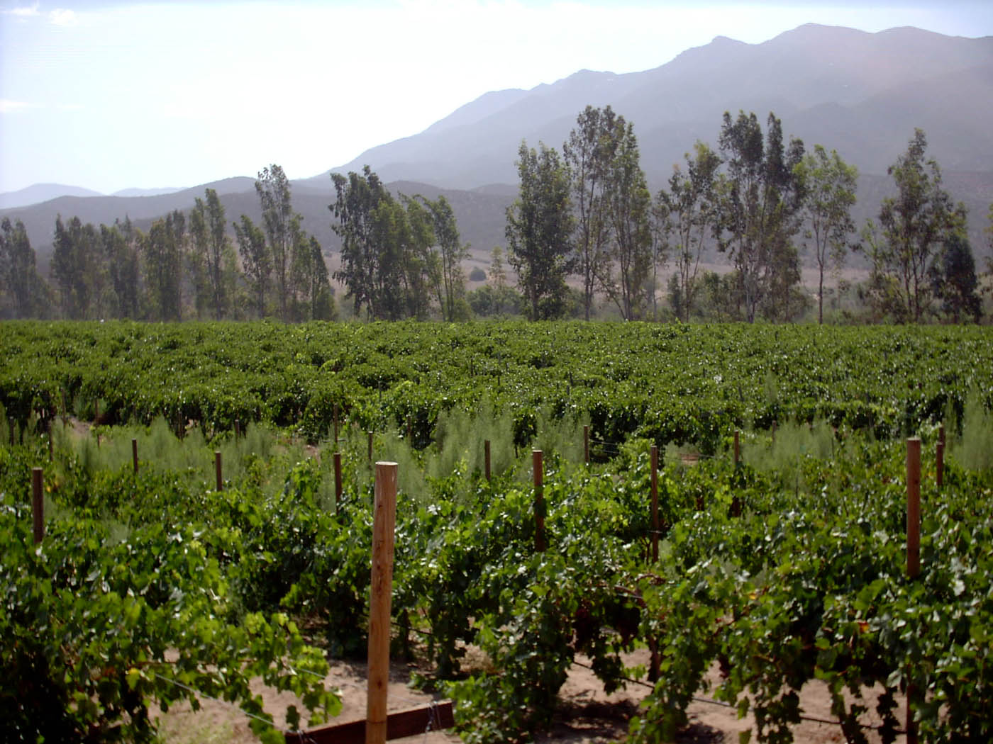 Ensenada Municipality — WeinfeldBajaCalifornia23Aug2003h10m30am