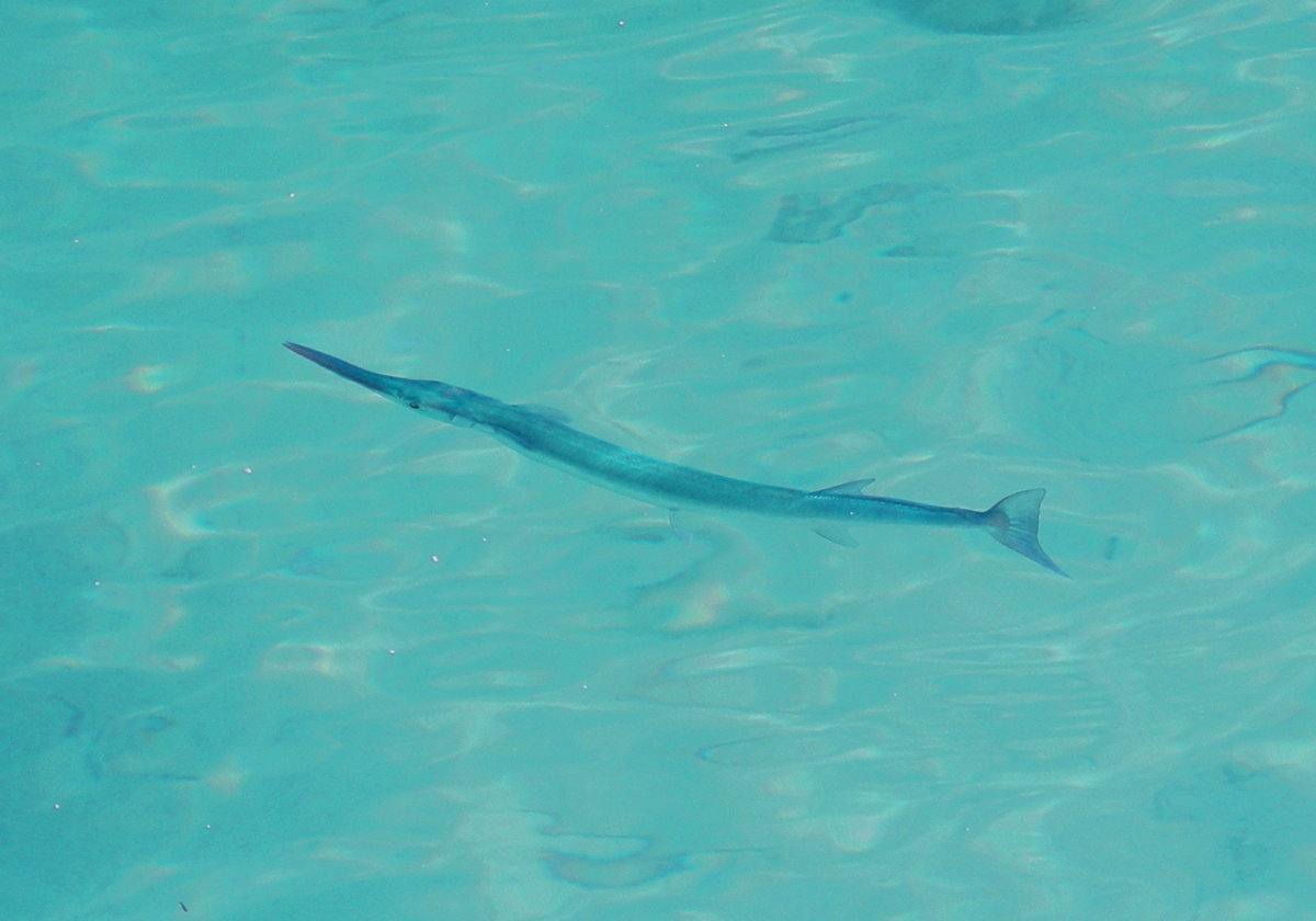 Cayo Largo — Pez trompeta en Cayo Largo