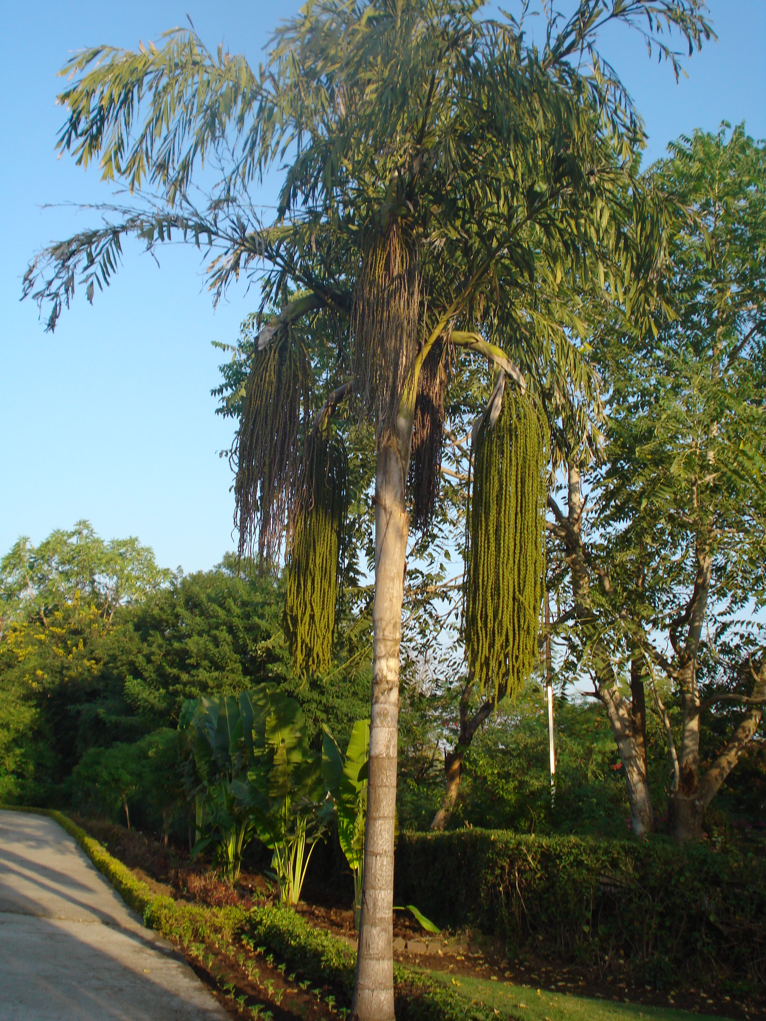 Fishtail — Fishtail palm