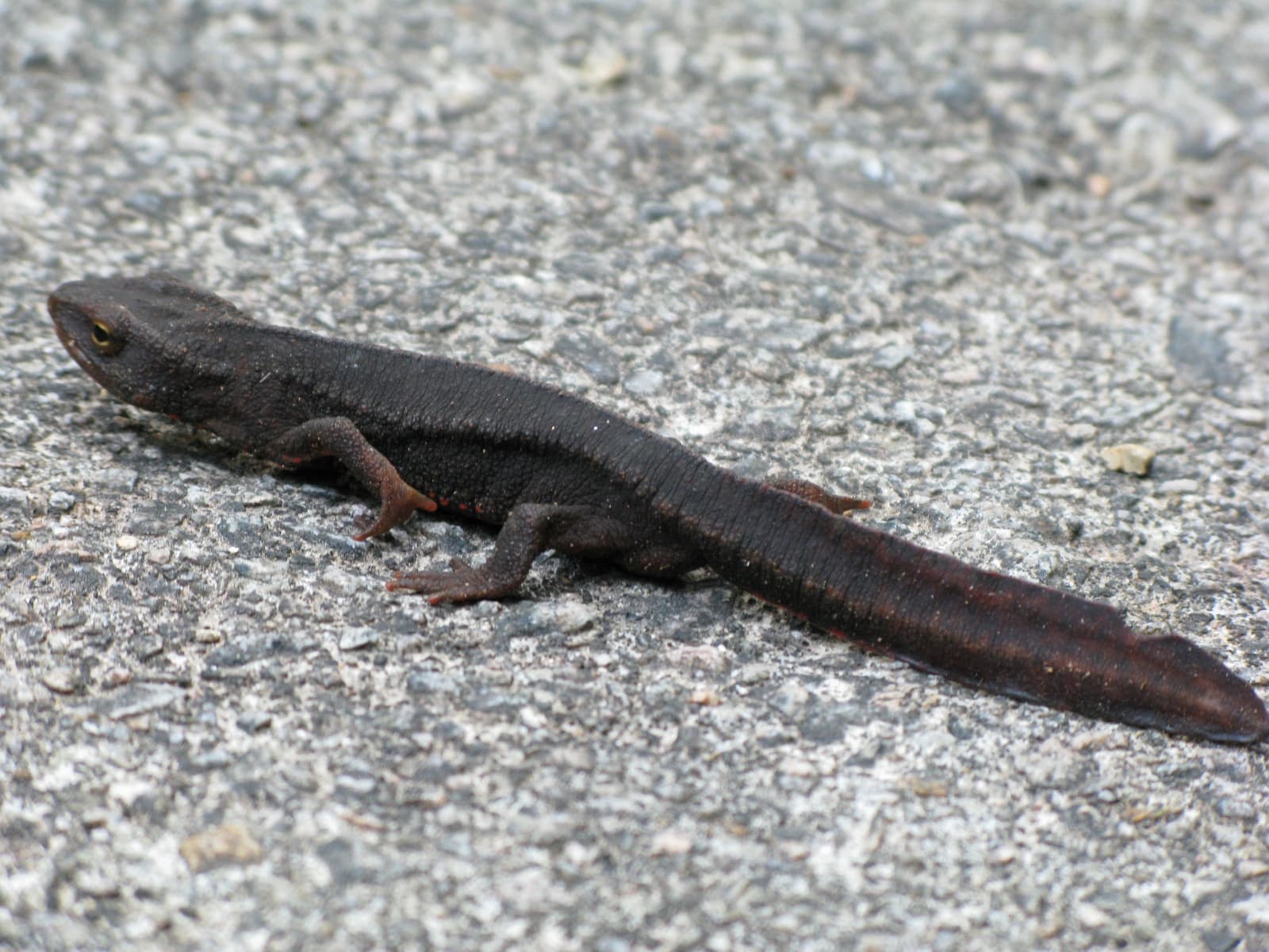 Hong Kong — Hong Kong Newt 1