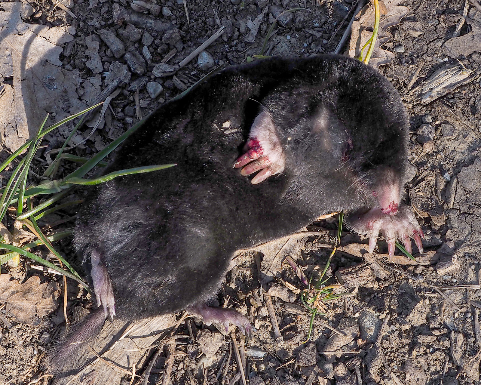 Cosenza — Talpa romana (Cosenza, Italia)