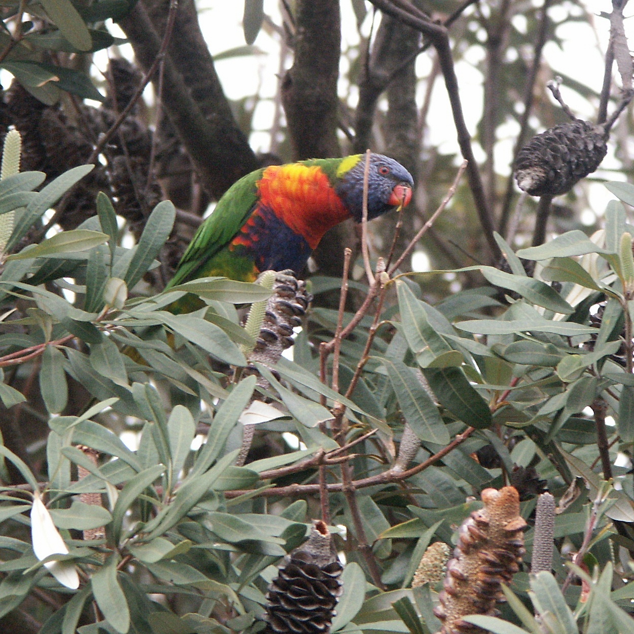 Chelsea — 20050219 Chelsea LorikeetInBanksia