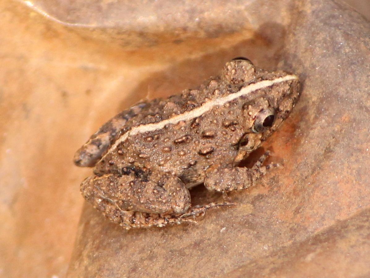 Bangalore District — Frog IMG 8033