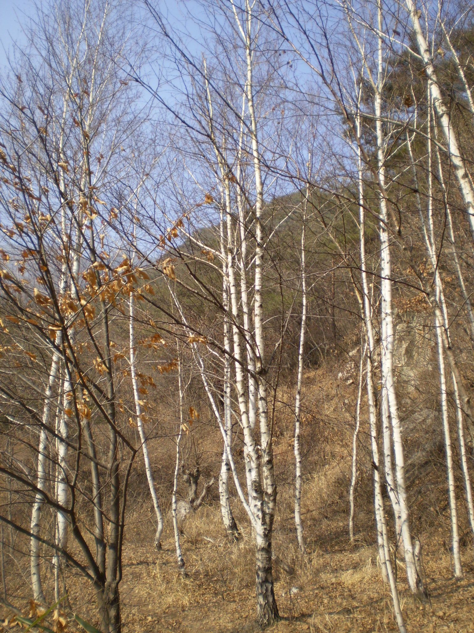 Mungyeong — Mungyeong birches 2