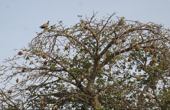 Soma — 1917248-tree in Soma-The Gambia