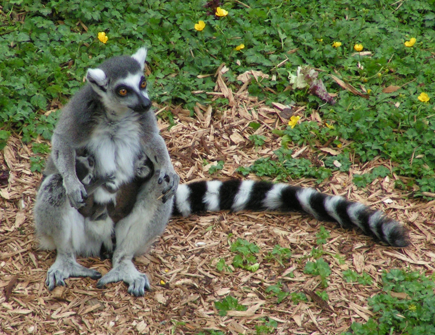 Ring — Ring tailed lemur and twins