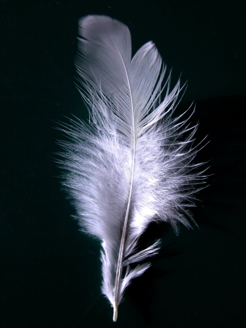 White — A single white feather closeup