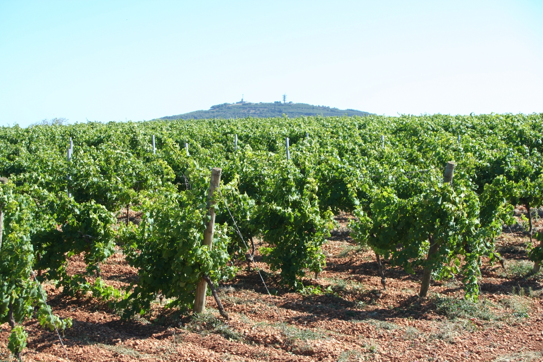 Agde — Agde - Vignes01