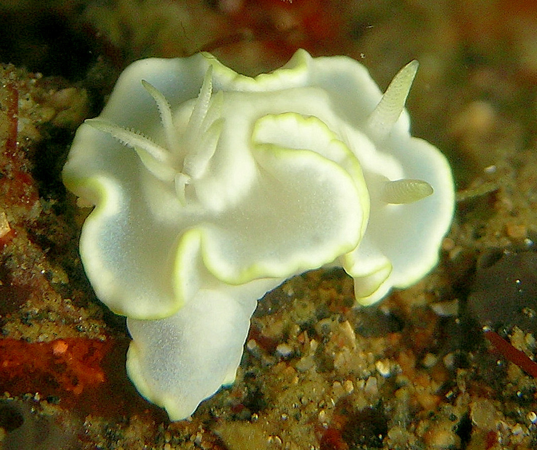 Bitung — Glossodoris pallida, Bitung 2