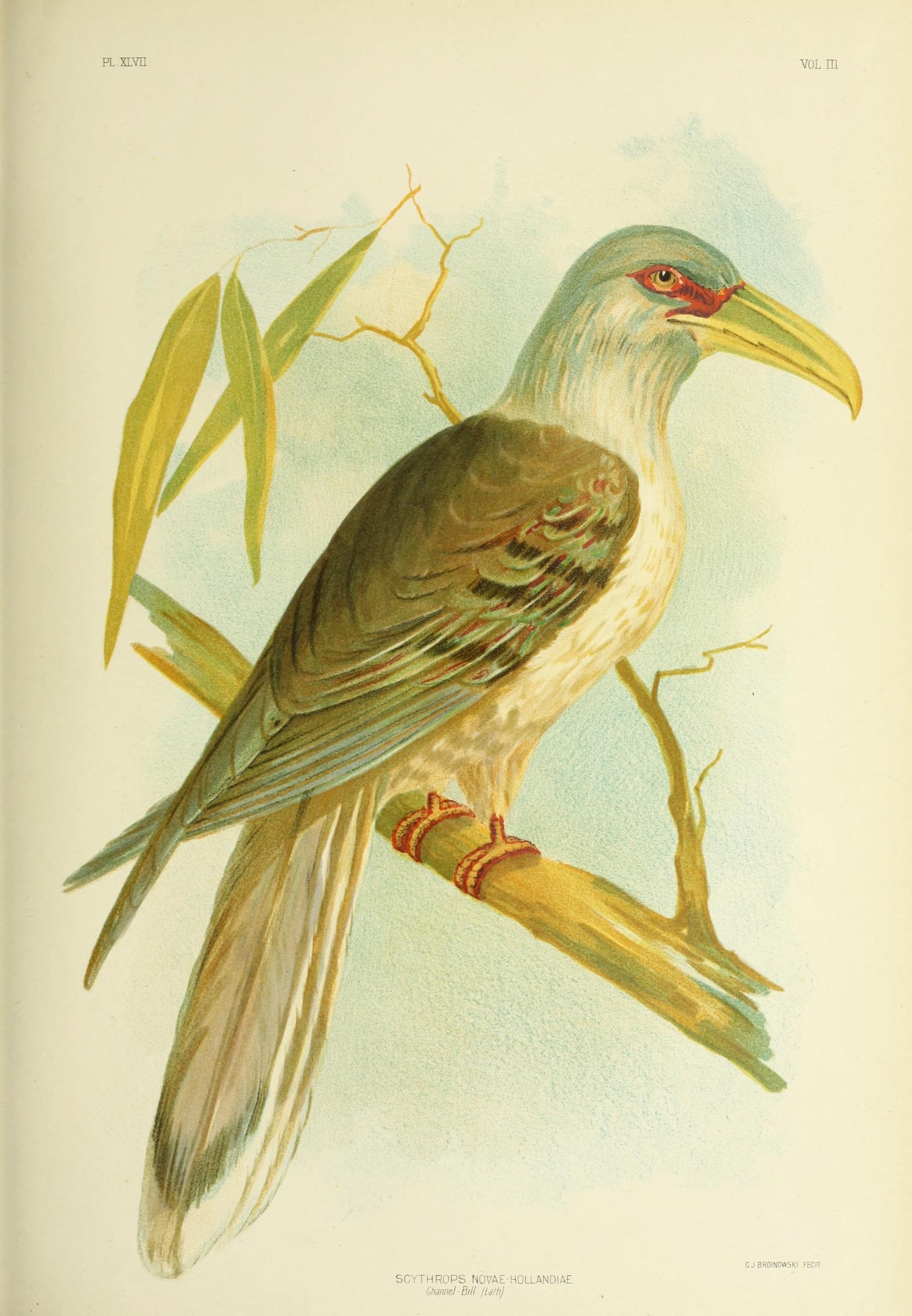 Ryde — The birds of Australia (16679090119)
