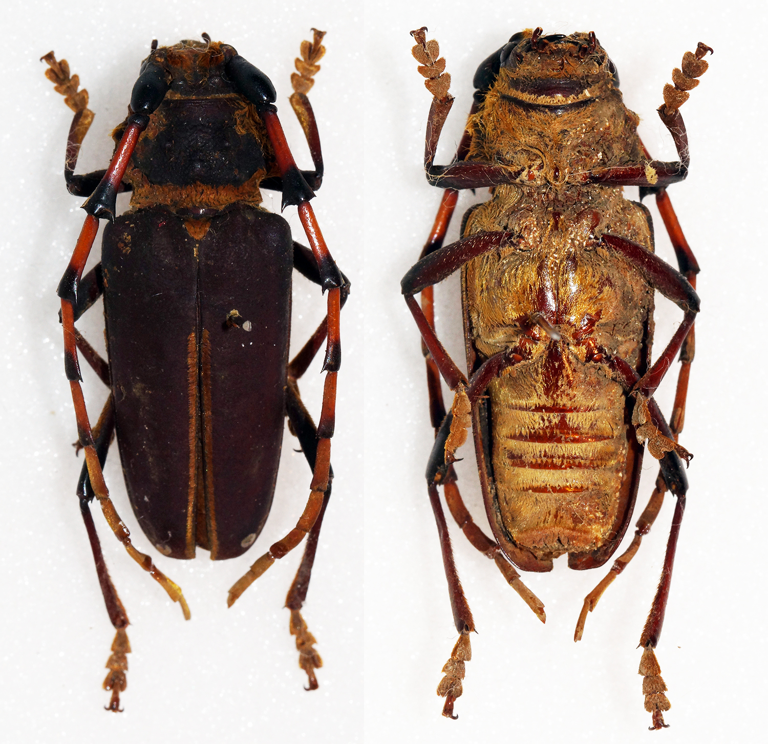 Corpus Christi — Dorcacerus barbatus (16552031716)