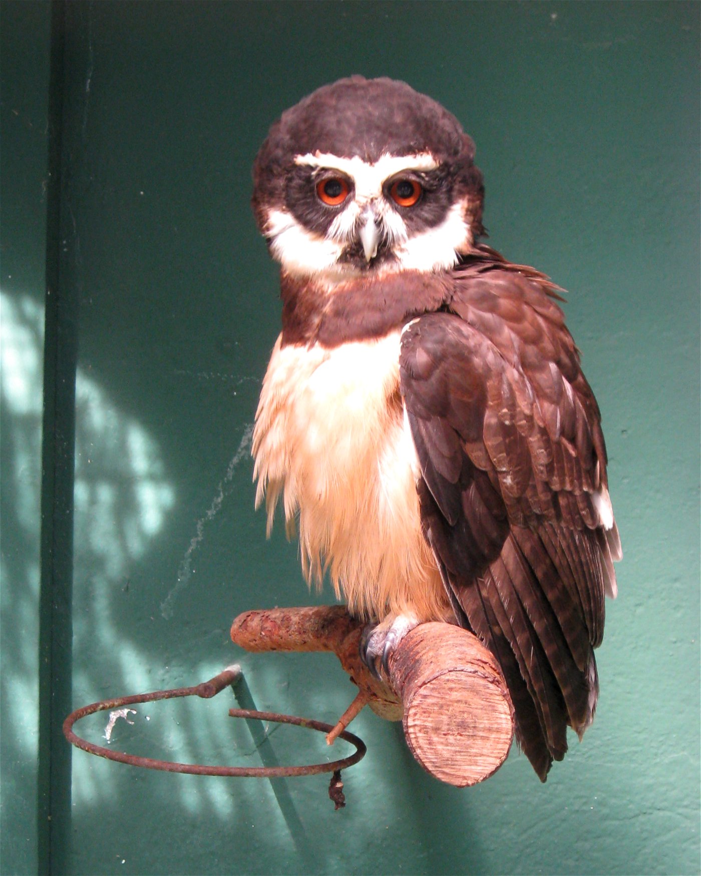 Almunecar — Pulsatrix perspicillata Almunecar