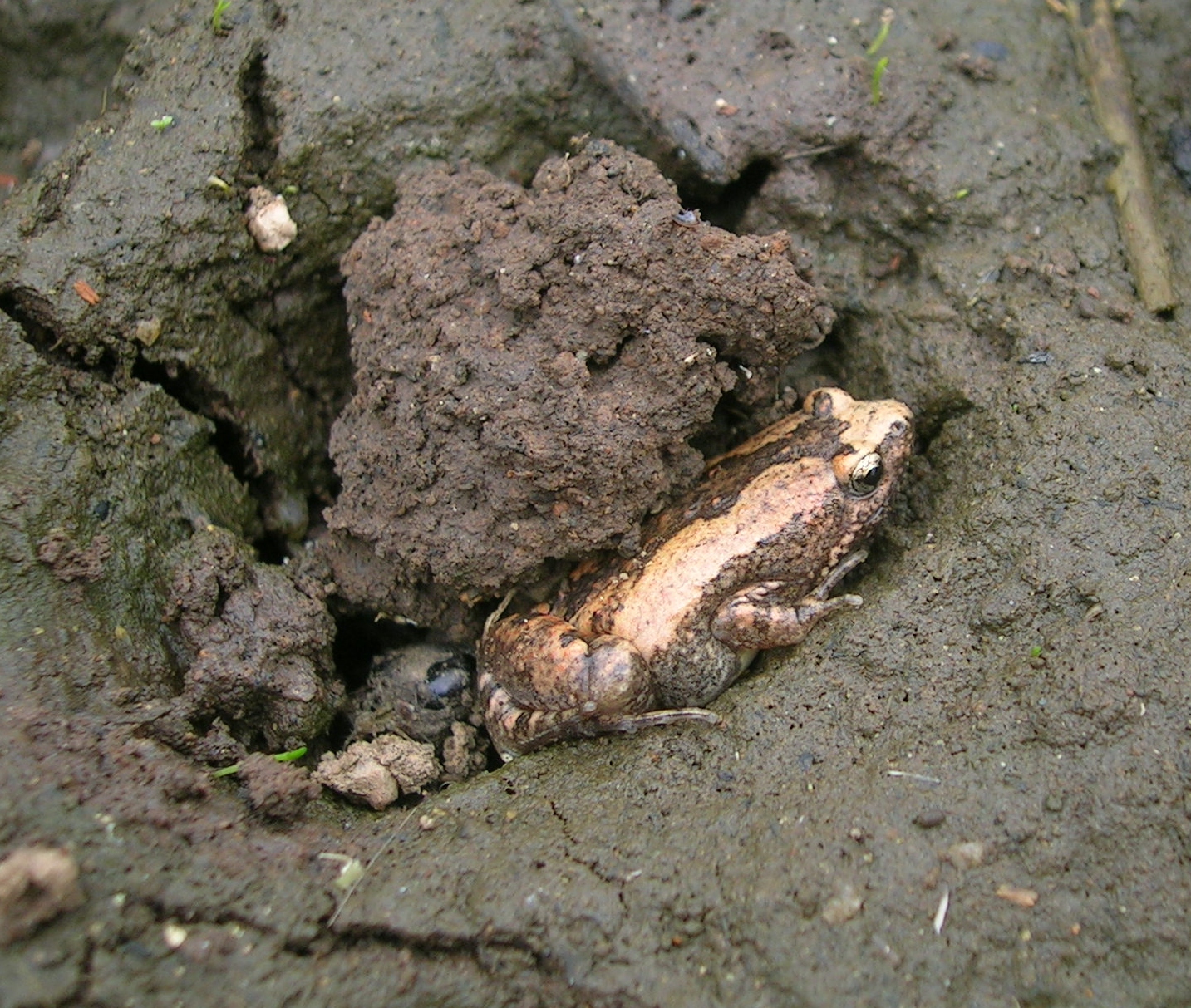 Bangalore District — MicrohylaOrnata