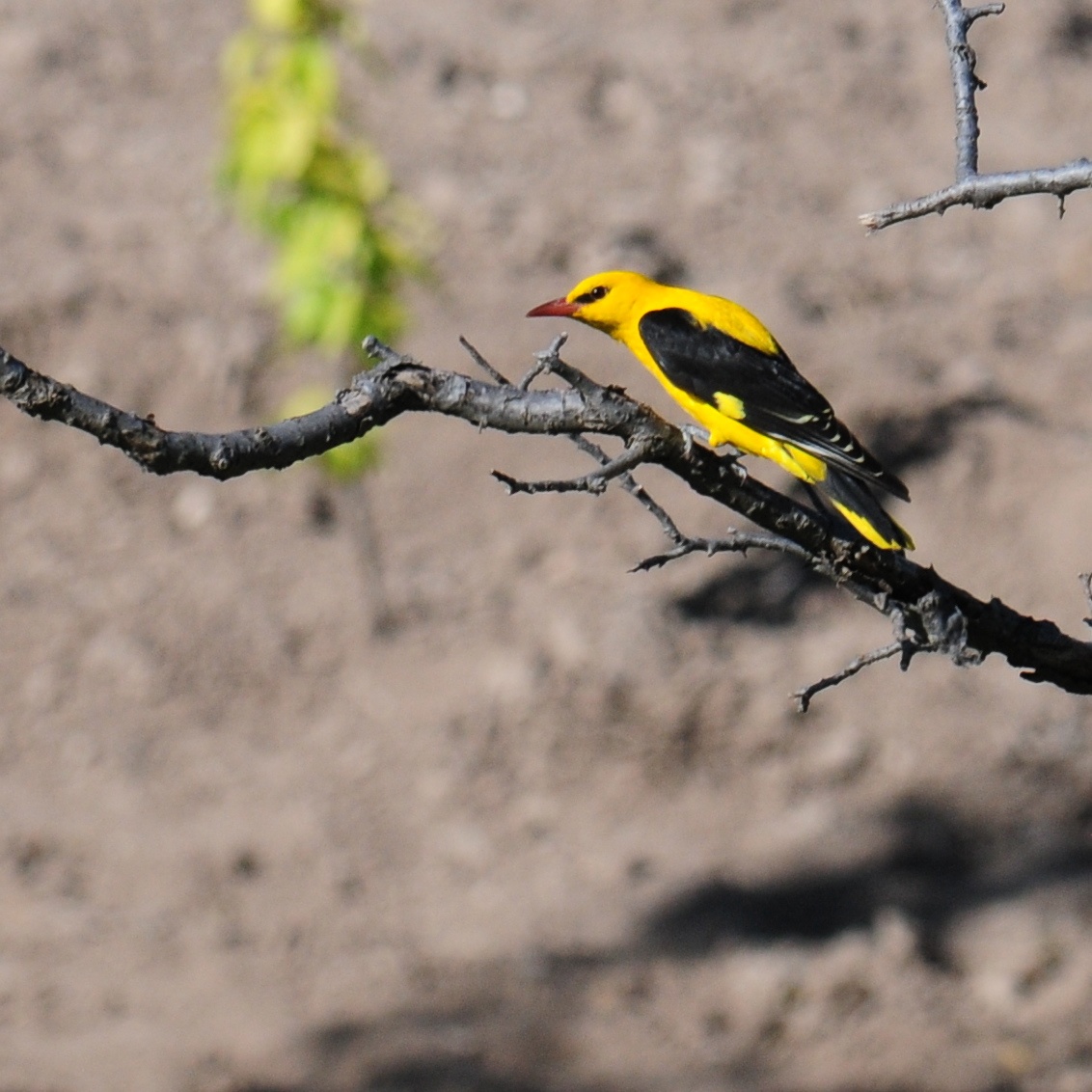 Nevsehir — Oriolus oriolus Nevşehir, Turkey 1