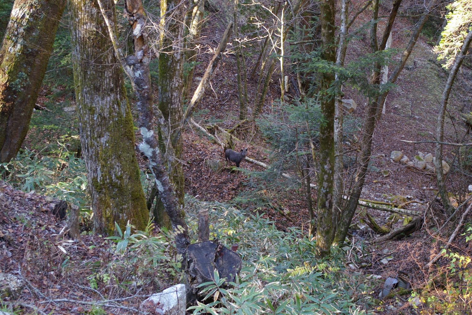 Nakatsugawa — Japanese serow (agi nakatsugawa)