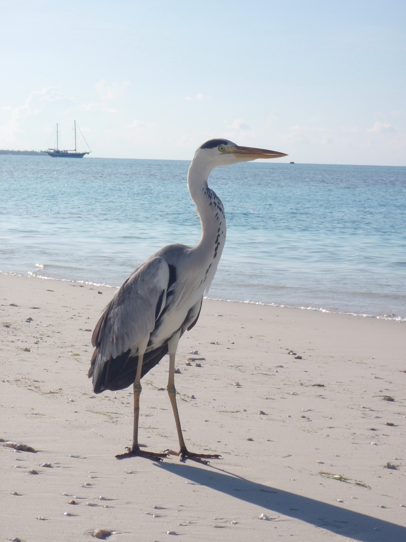 the Maldives — Heron in the Maldives (5064010435)