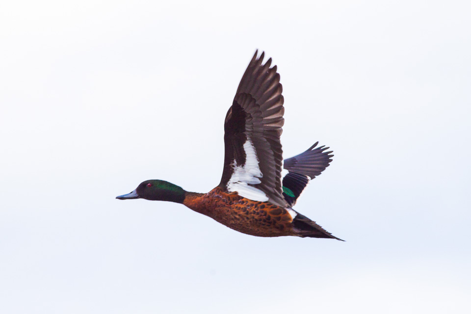 Lakewood — Anas castanea Australia