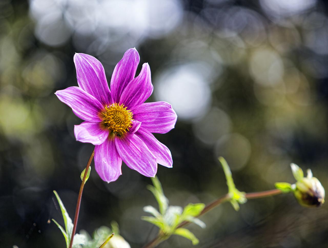 Paro — Lango, Paro, Bhutan (8026022315)