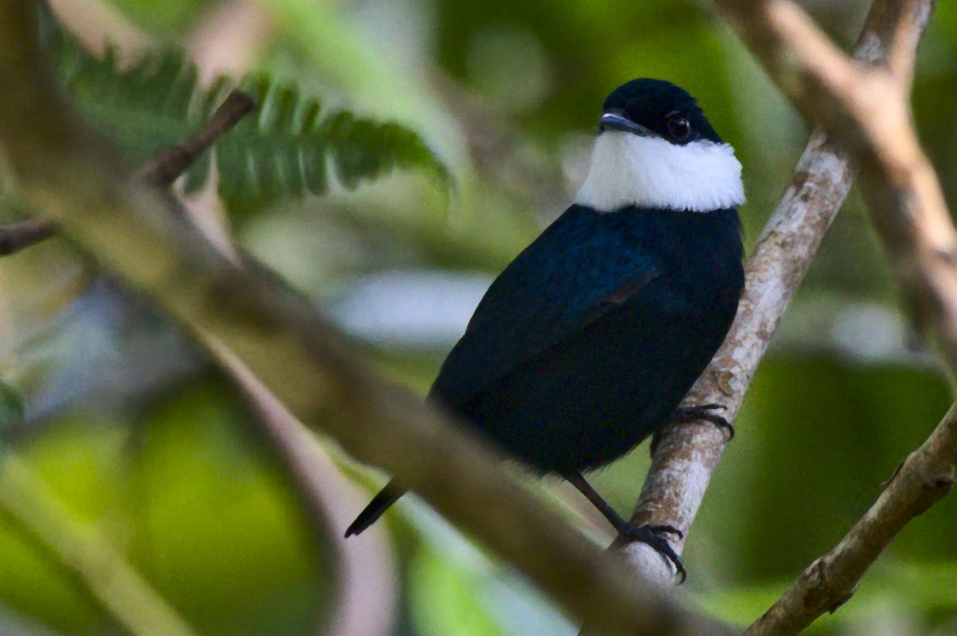 Samana — White-bibbed Manakin
