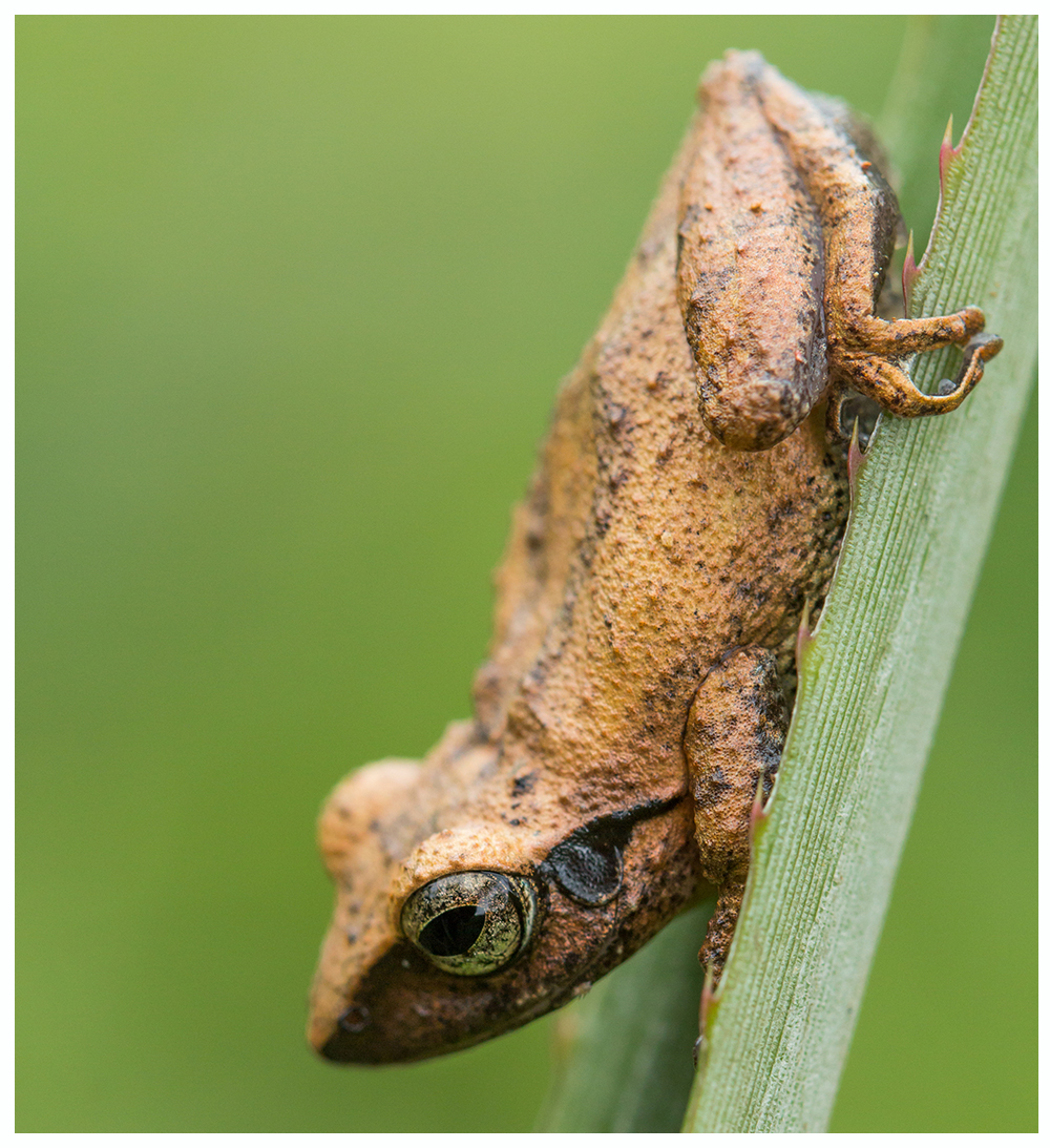 Kani — Pseudophilautus-kani-amjithps2