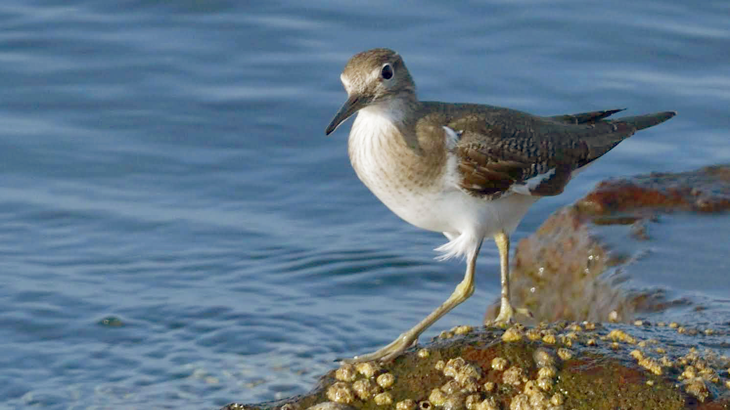 Melilla — Actitis hypoleucos, Melilla, Spain