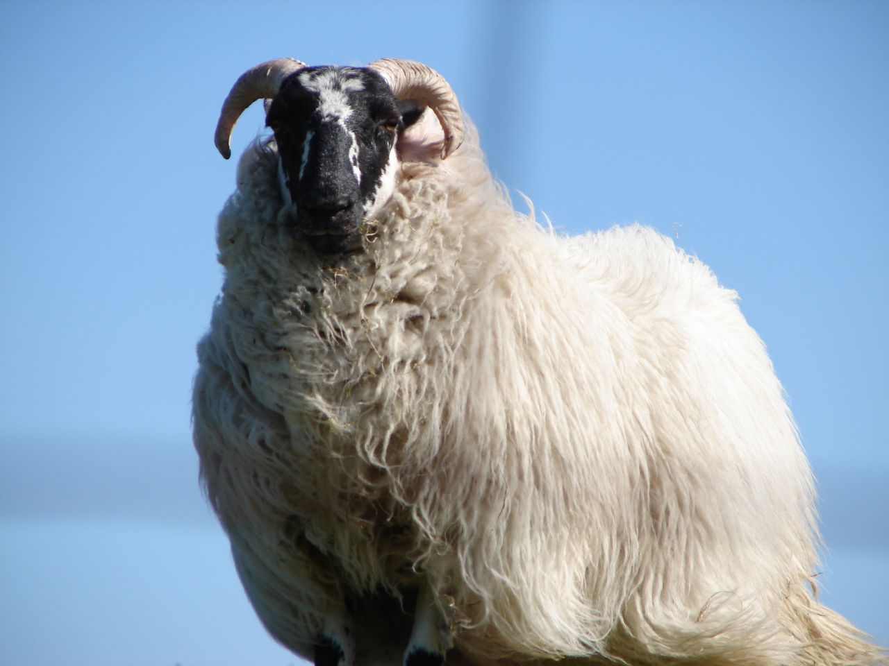 the Isle of Lewis — Sheep on the isle of Lewis