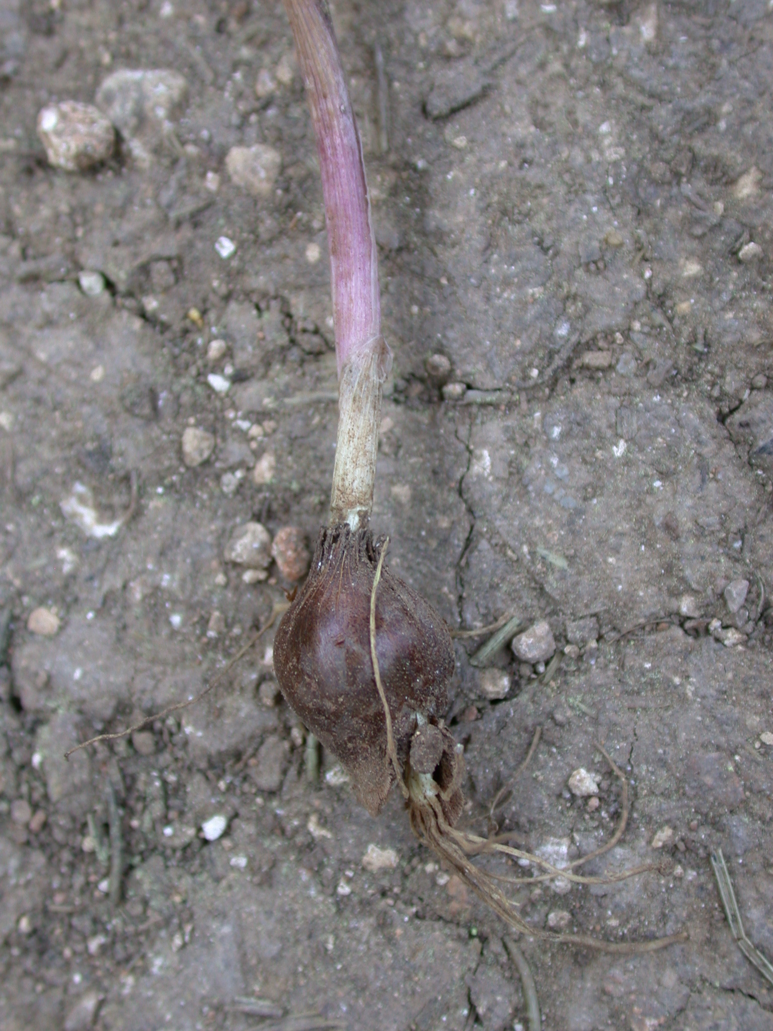 Phoenicia — Romulea phoenicia corm 1