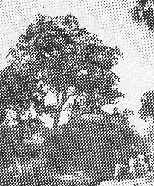 Kamarpukur — Paternal house of Ramakrishna in Kamarpukur