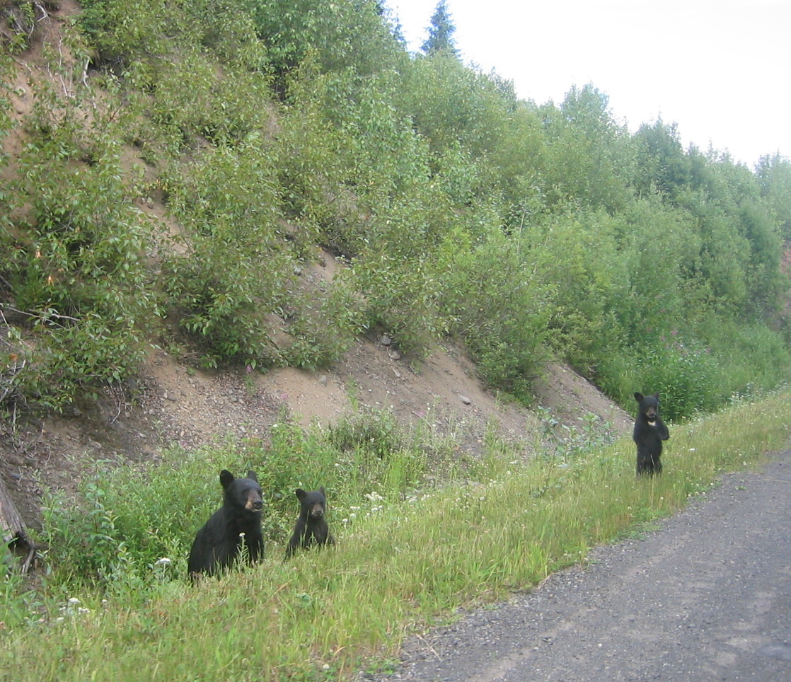 Kitimat-Stikine District — Osito - panoramio