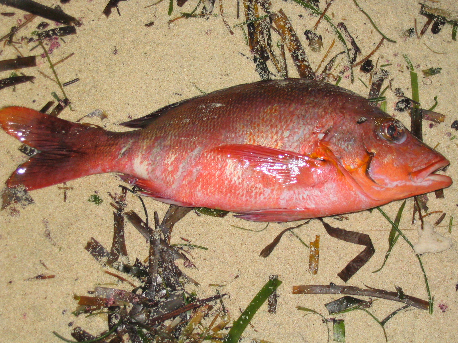 Lakshadweep — Fish lakshadweep kavaratti india