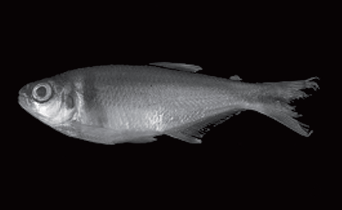 Samana — Hemibrycon raqueliae (IUQ 495)