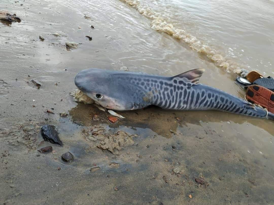 Cox's Bazar — Cox's Bazar Sea shore