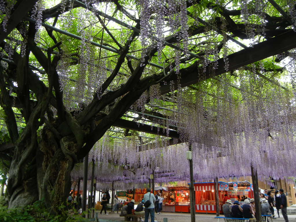 Yame — Japanese wisteria Yame Kuroki