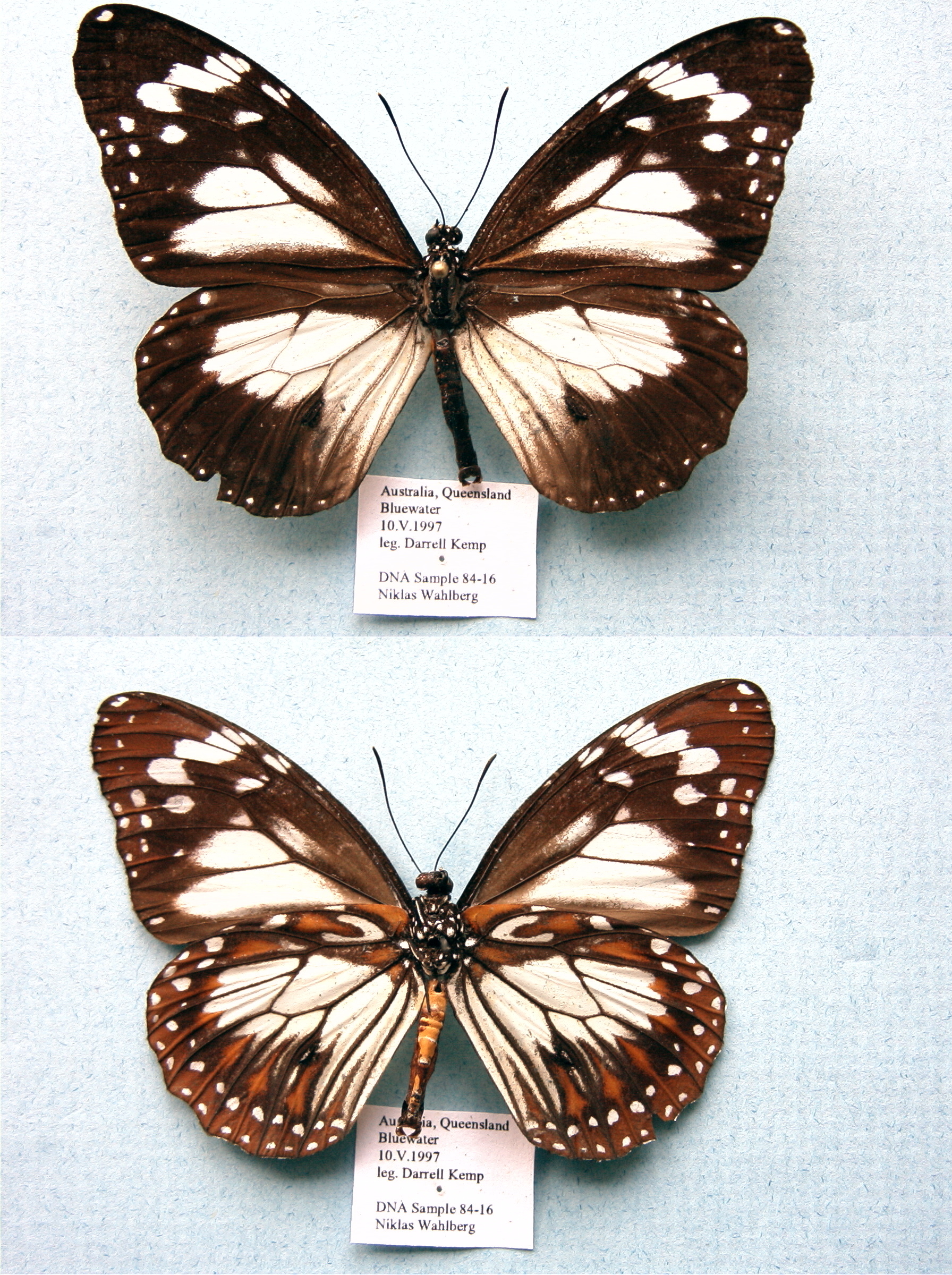 Bluewater — NW84-16 Danaus affinis (3429236673)