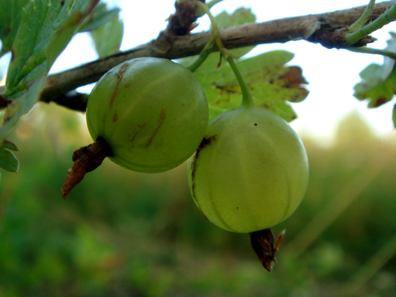 Uva — Ribes uva-crispa in Russia