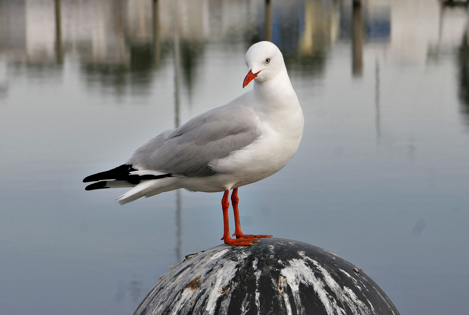 Sale — Seagull on sale pier