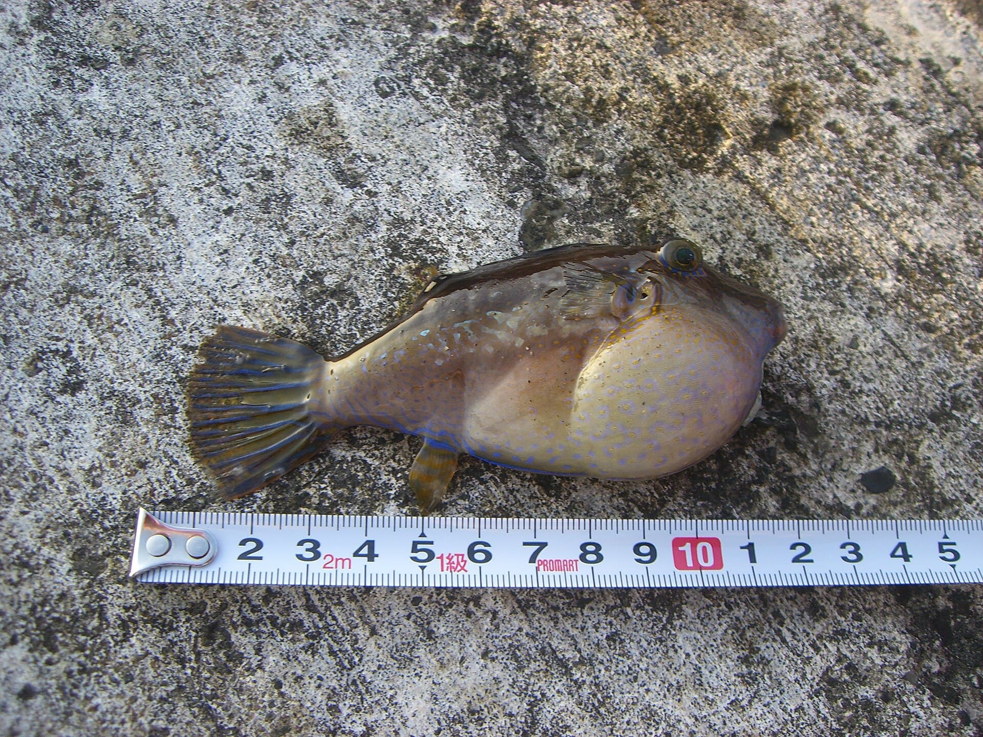 Toshima — Toshima Fish