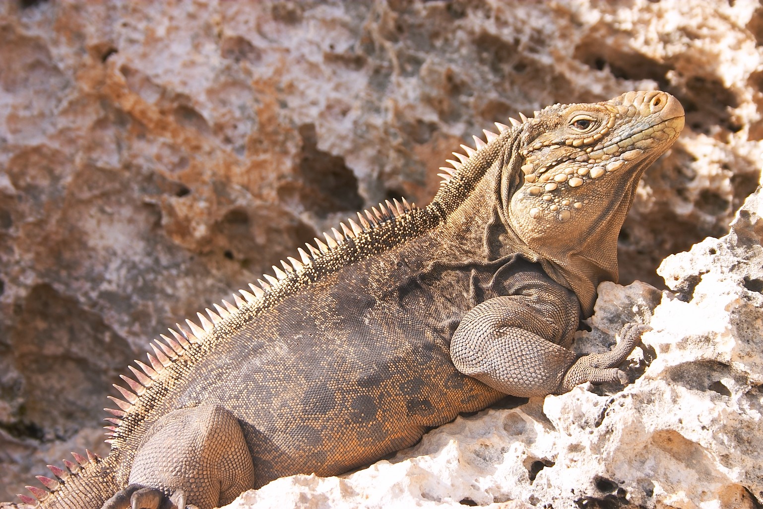 Cayo Largo — Iguana at the Iguanas island near Cayo Largo shot 01