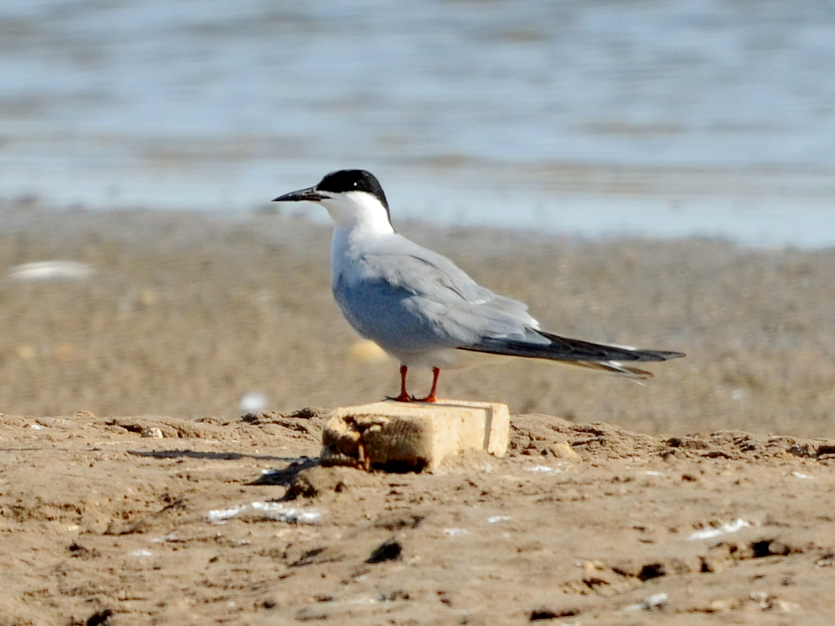 Tangshan — Sterna hirundo longipennis, Tangshan, Hebei, China 01