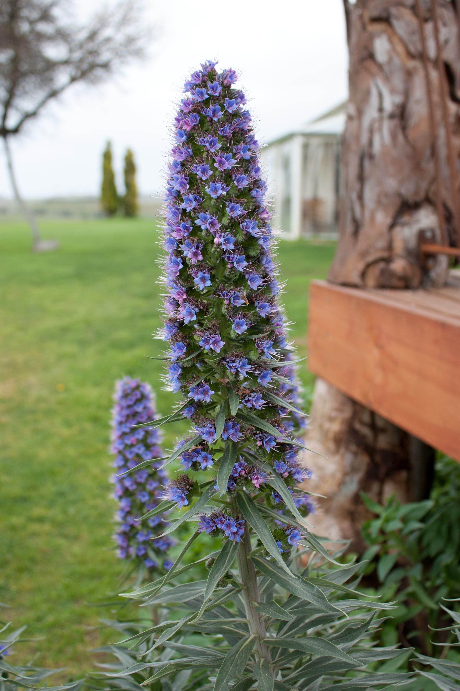 McLaren Vale — Echium, Coriole Vineyard, McLaren Vale South Australia (6177502814)
