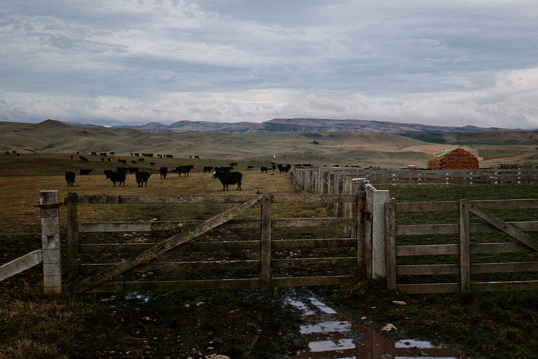 Napier — On the Napier-Taihape Road, New Zealand, 1969 - Flickr - PhillipC