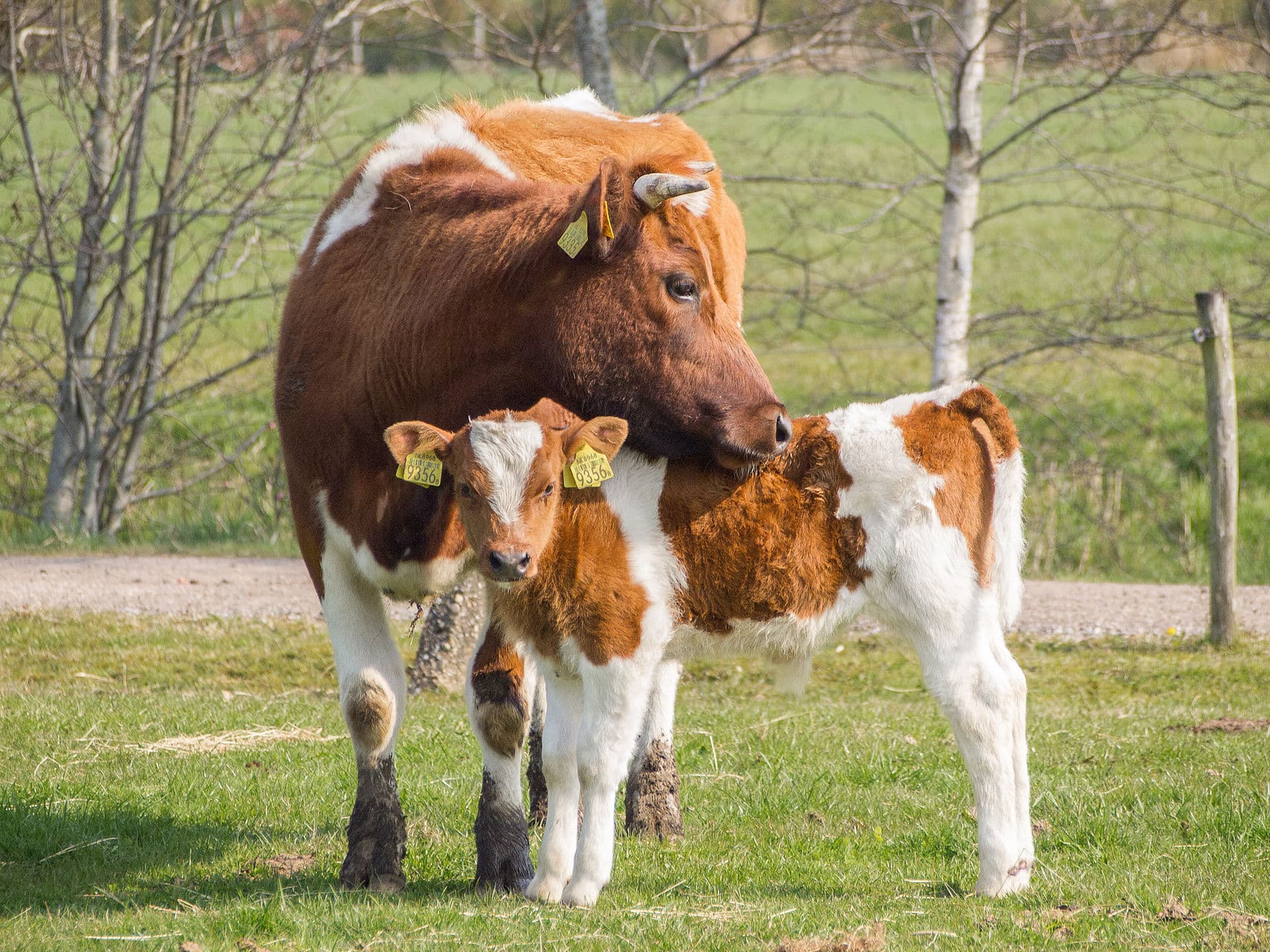Bond — Fries rood-bond kalf en moeder 2