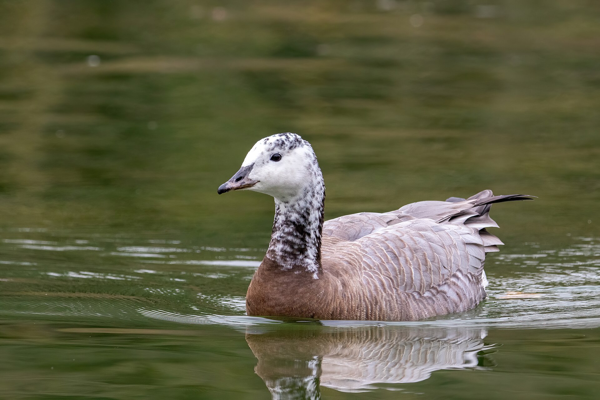 Paris — Greylag Goose × Canada Goose hybrid, Paris, France