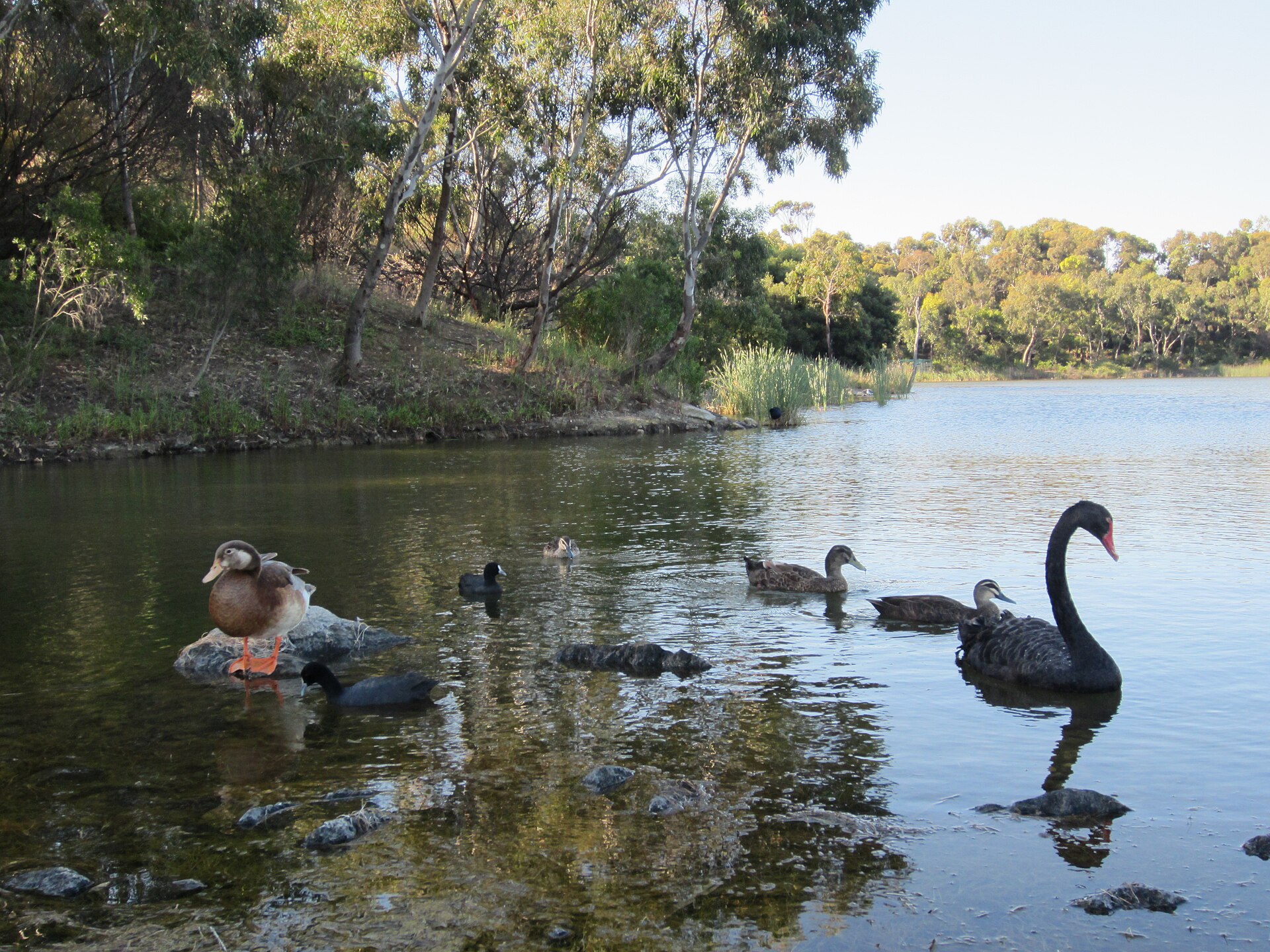 Newport — Newport lakes birds