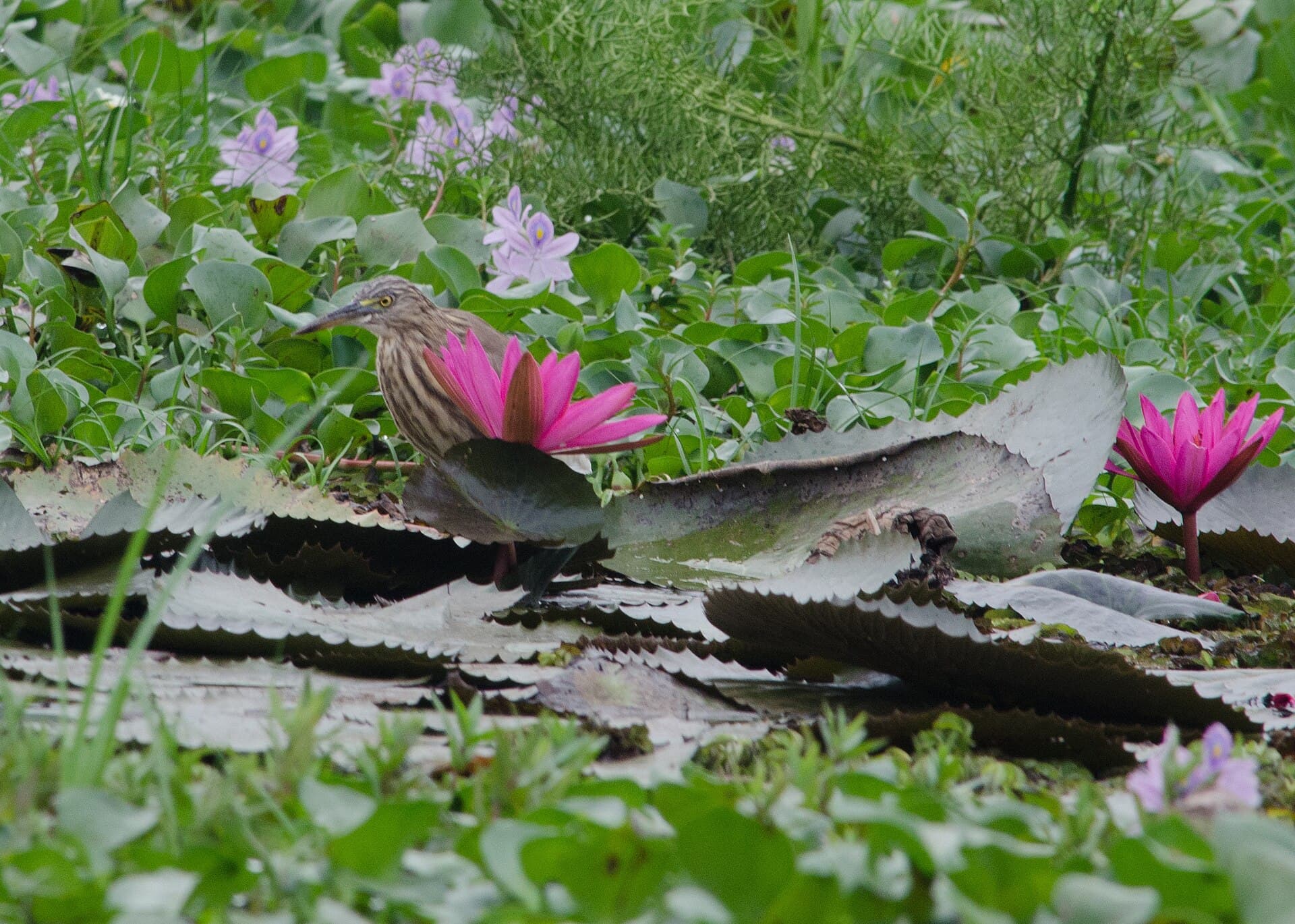 Kumarakom — Kumarakom (23658029743)