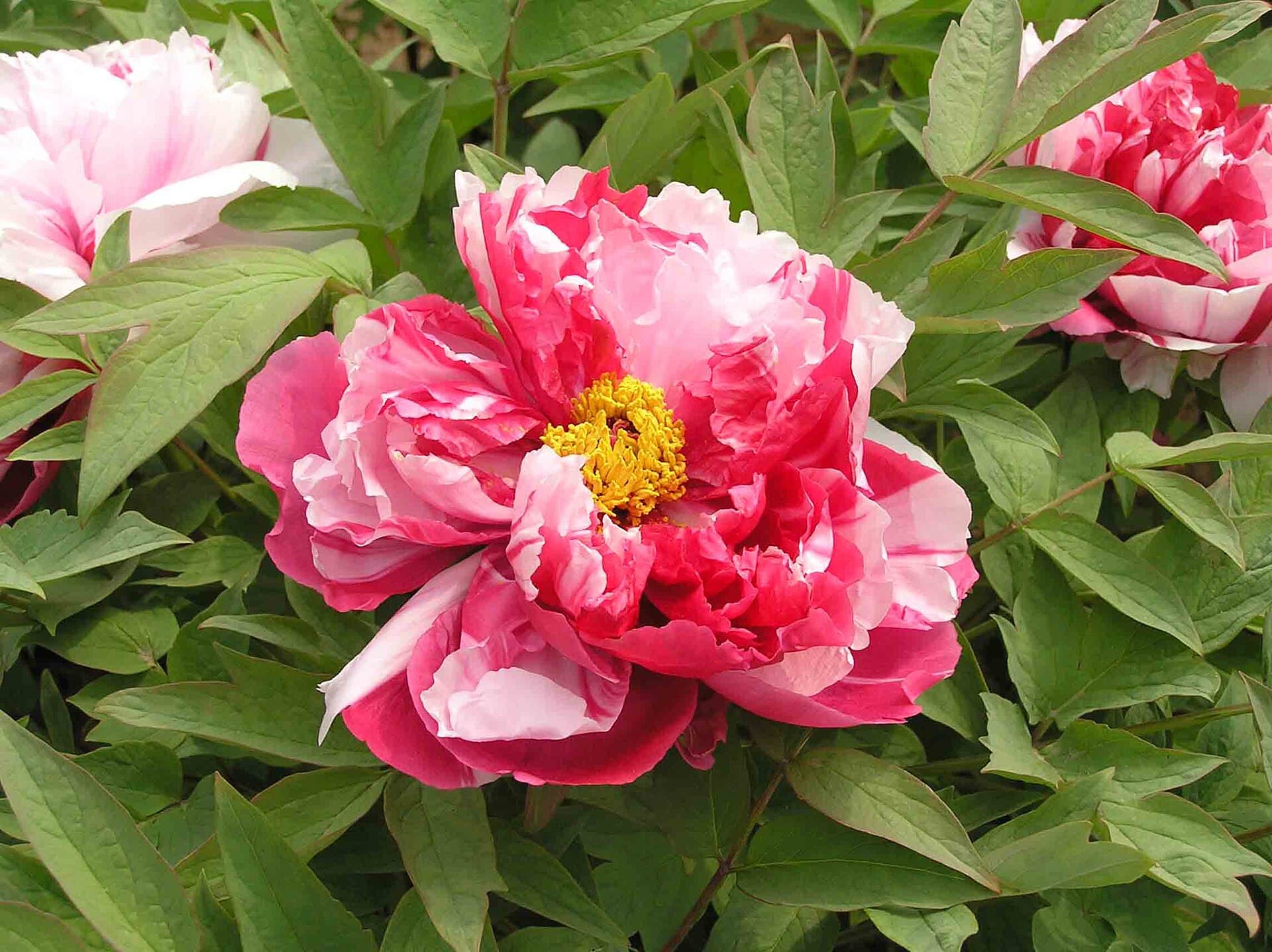 Shima — 日本牡丹-島錦 Paeonia suffruticosa Shima-nishiki -洛陽神州牡丹園 Luoyang, China- (12452319573)