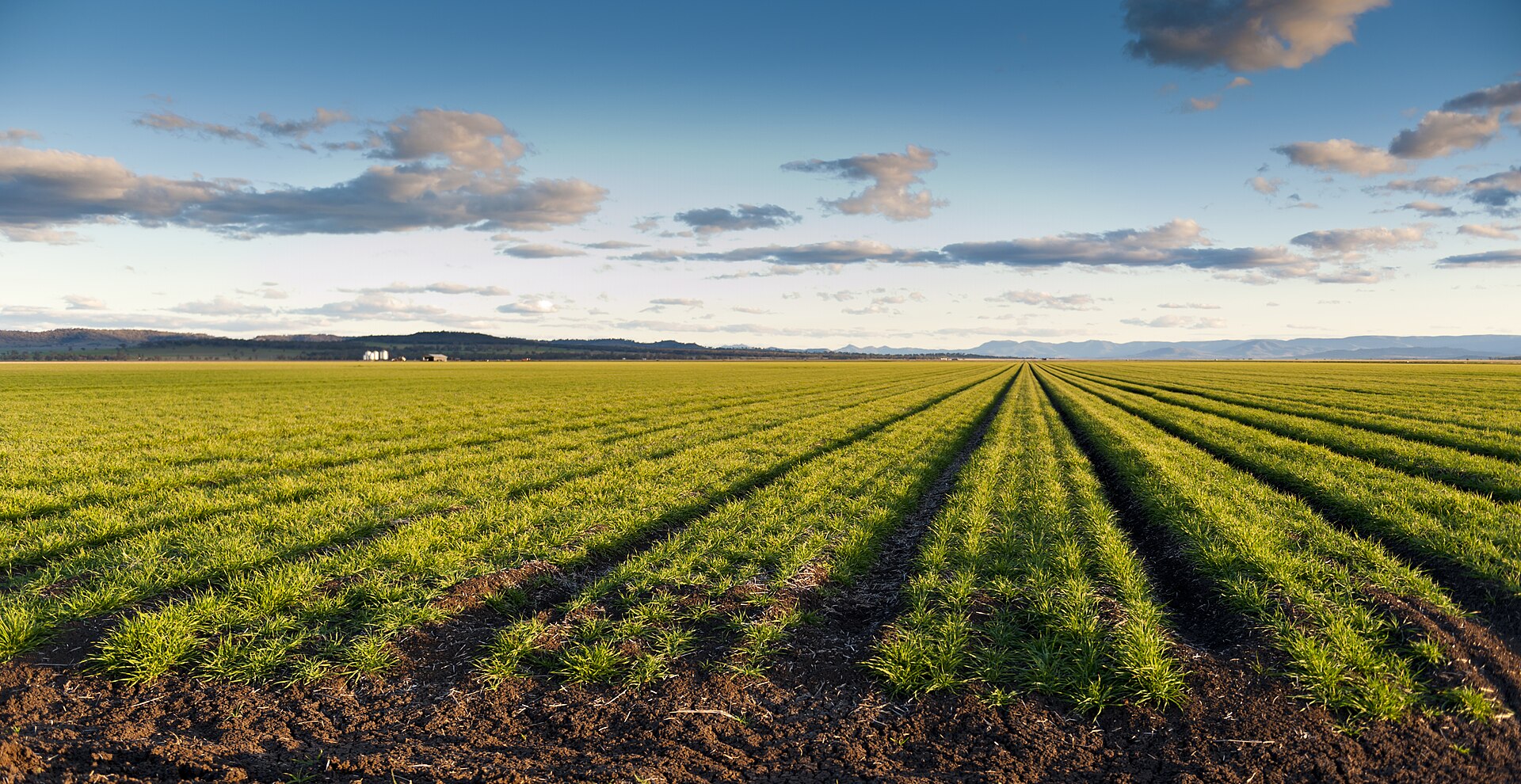 Liverpool — Crop rows Liverpool Plains 2 (20866363881)