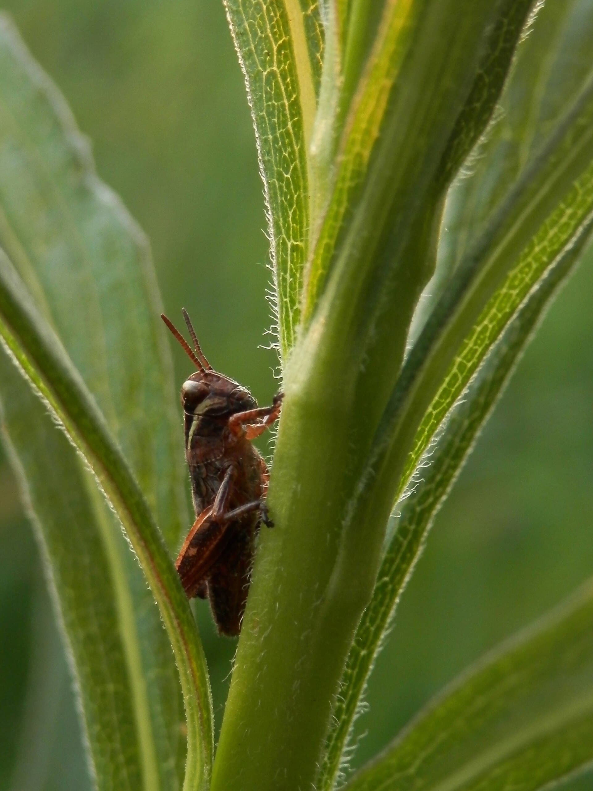 Guelph — North American Spur-throated Grasshopper (Melanoplus sp.) - Guelph, Ontario 2014-05-30